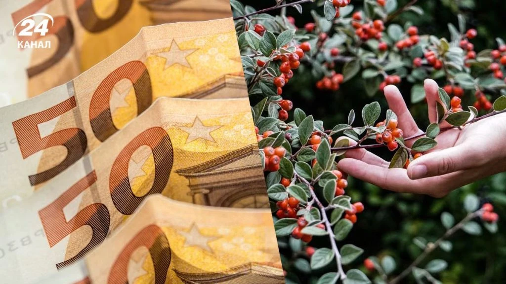 За ці ягоди можна отримати штраф до 10 тисяч євро: де їх не можна збирати